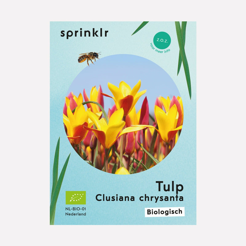 Sprinklr bollenlabel van Tulp Clusiana chrysanta