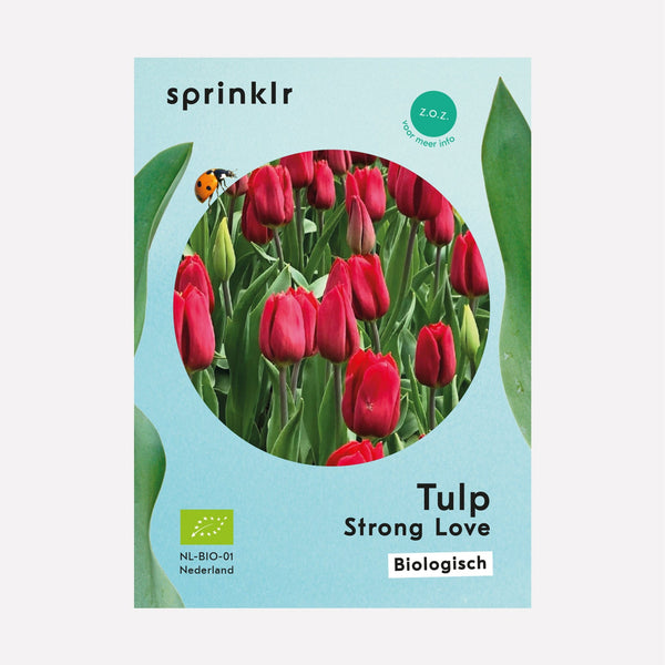 Biologische tulpenbollen in de knop in een bollenveld.