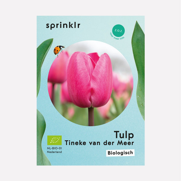biologische tulp TIneke van der Meer in het veld. 