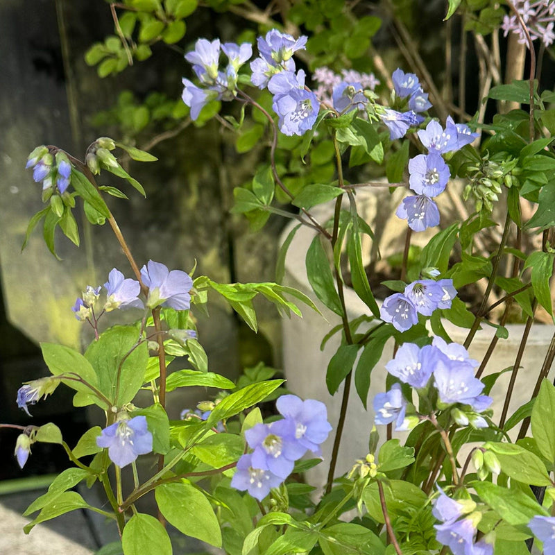 Close-up bloemen jacobsladder blue pearl