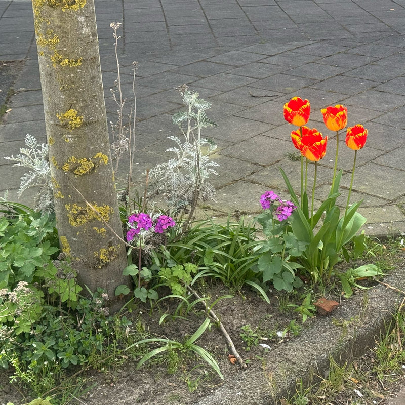 paarse judaspenning en een boom border