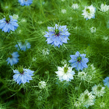 Juffertje in het Groen - Zaden