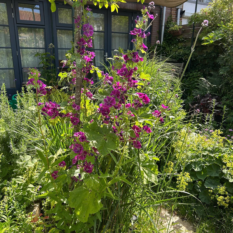 Kaasjeskruid, paarse bloemen aan lange stengels in een tuin