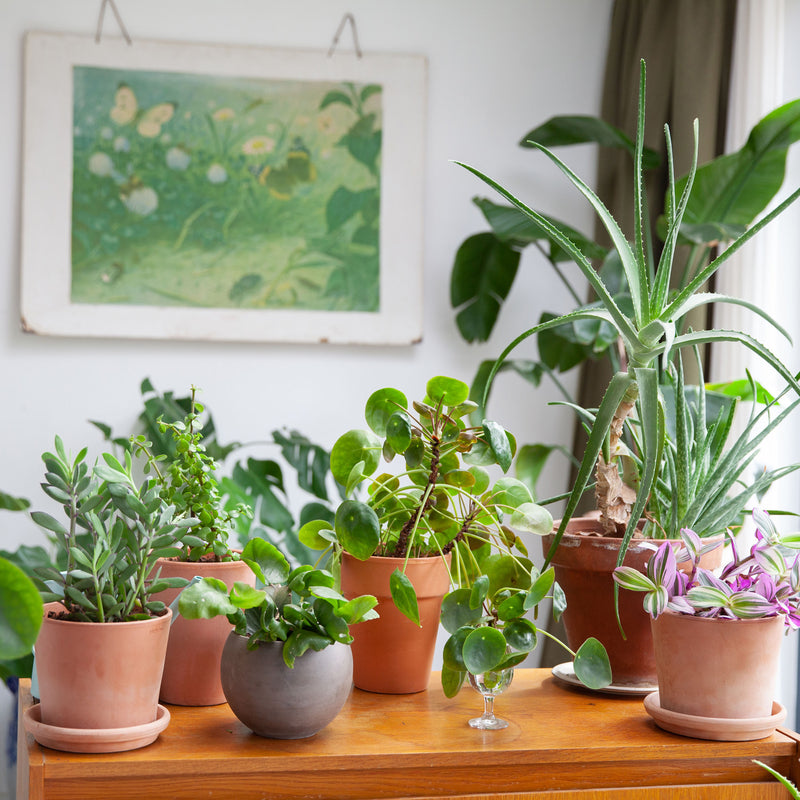 Pannenkoekplant op kast tussen diverse planten in huiskamer