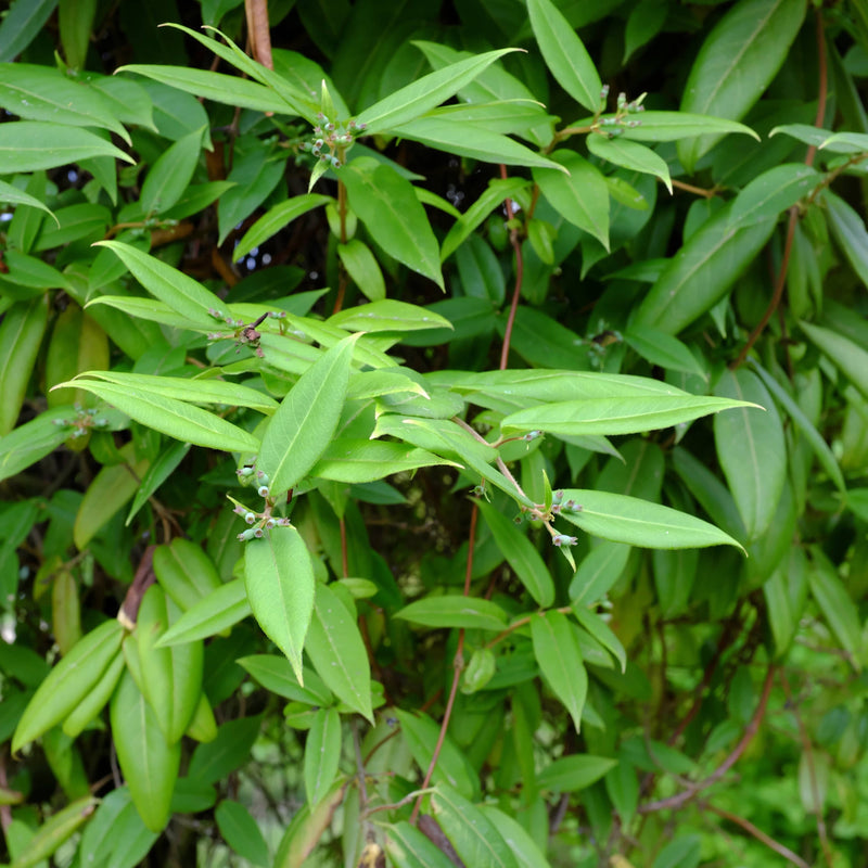 Biologische bladhoudende,wintergroene klimplant. 