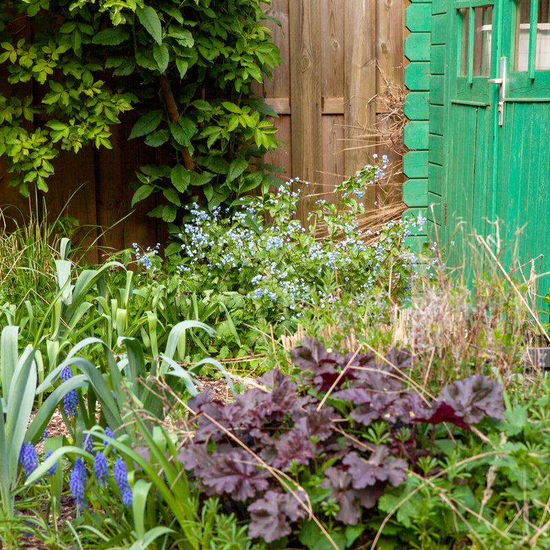 kaukasische vergeetmeniet in bloie met blauwe bloemetjes in een tuin