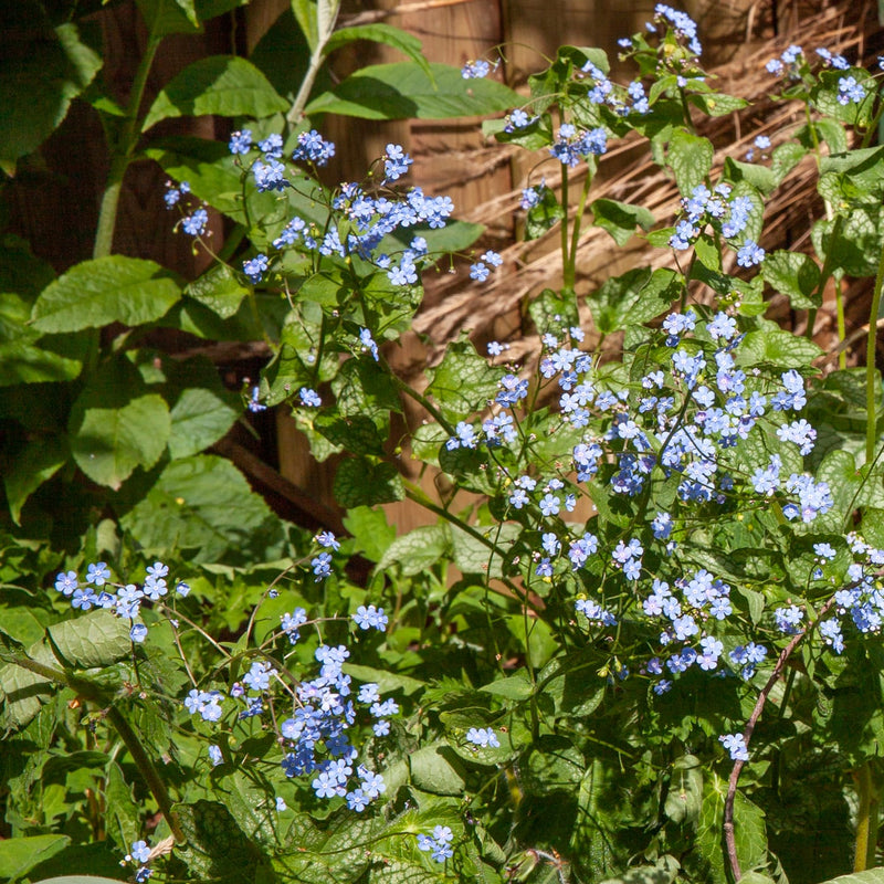 kleine blauwe bloemetjes in de zon in een border