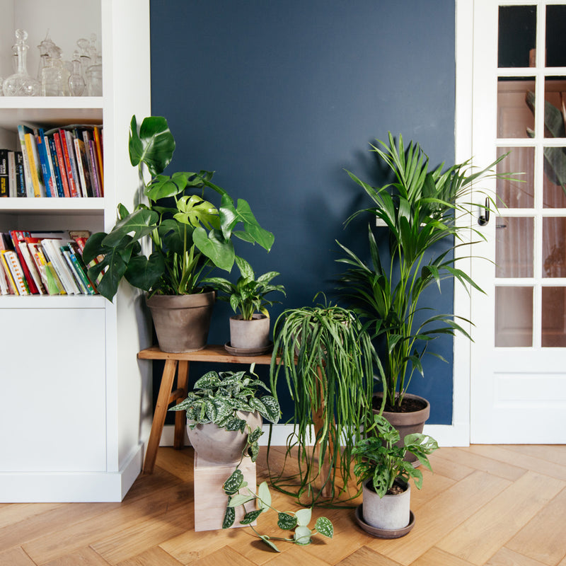 Kentia palm tehen blauwe muur tussen diverse planten in huis