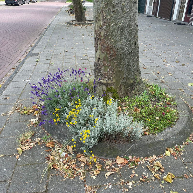 kerrieplant in geveltuin rondom boom