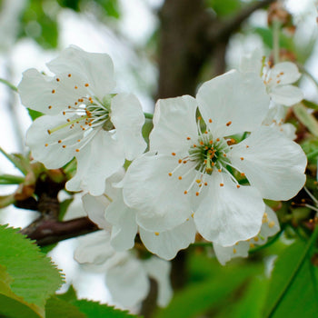 Kersenboom Kordia
