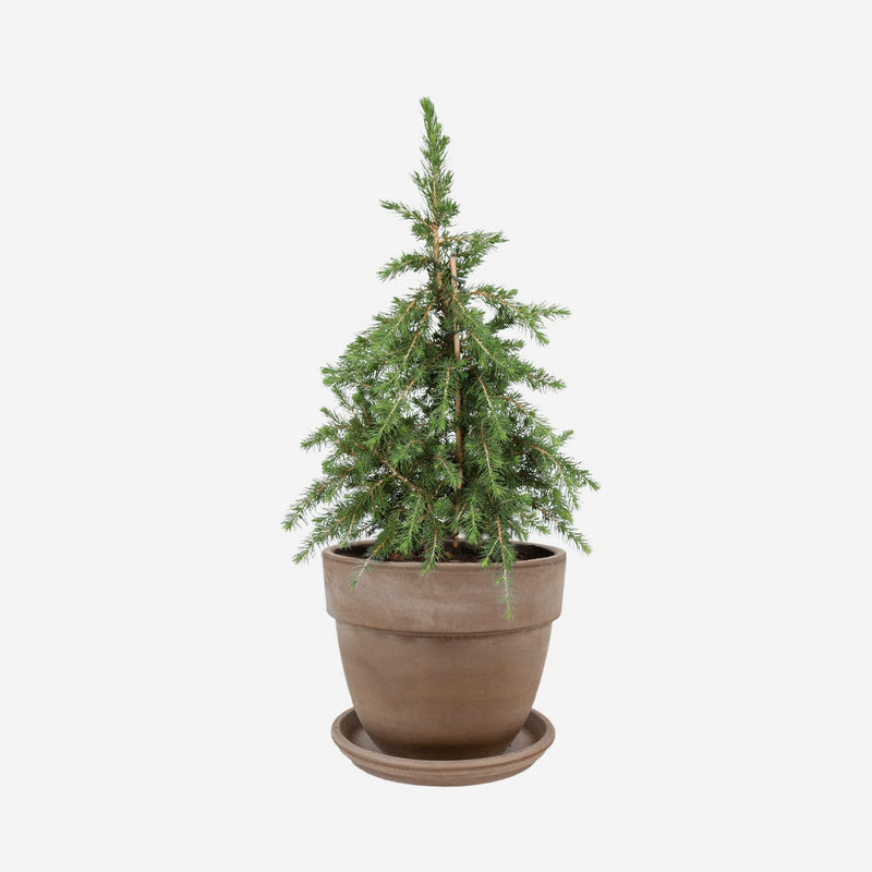 Mini kerstboom in bolvormige grijze terracotta pot