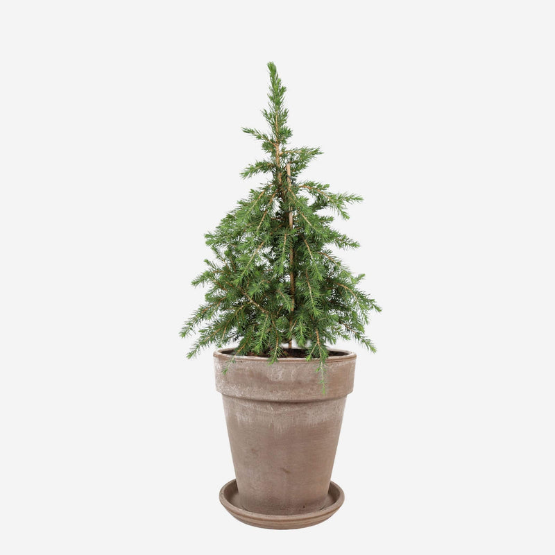 Mini kerstboom in hoog grijs terracotta pot