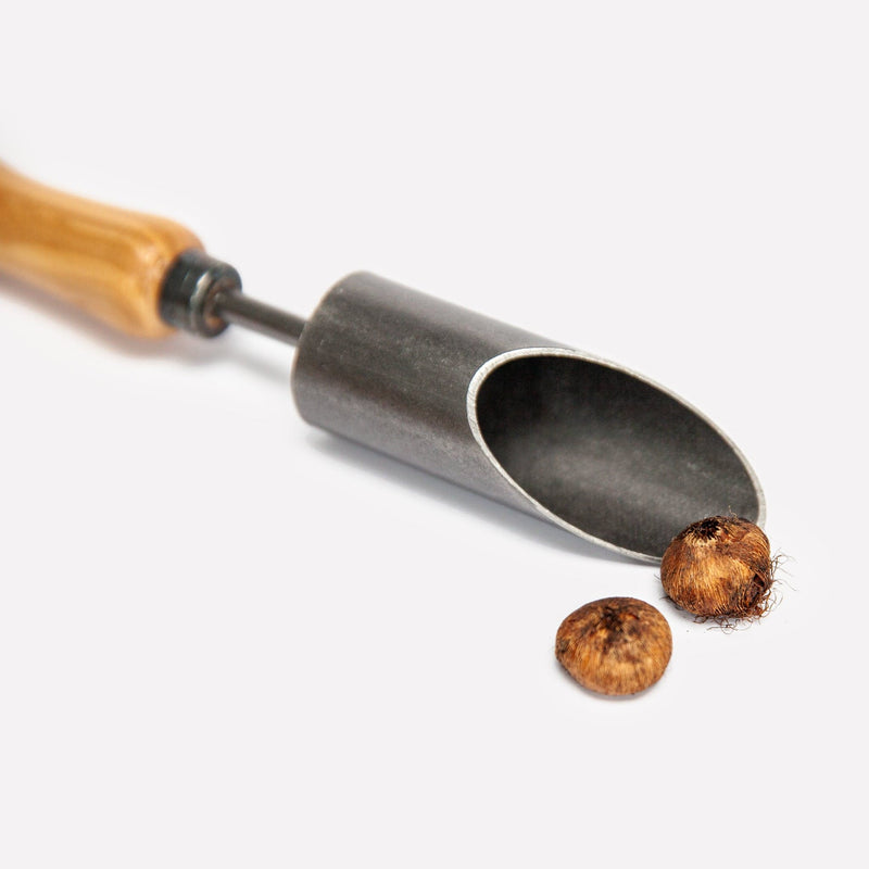 productfoto van kleine bollenpoter op witte achtergrond met twee krokusbolletjes
