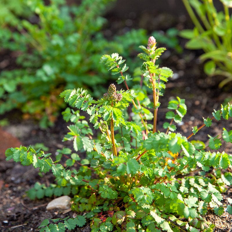 Kleine pimpernel
