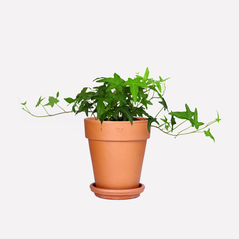 Klimop BIO