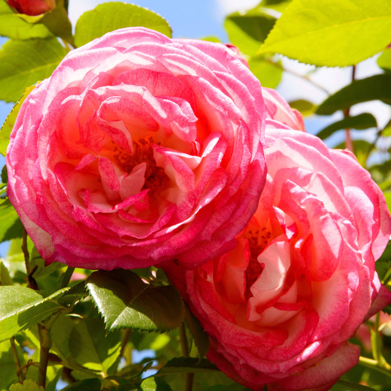 Biologische klrimroos met tweekleige geurende bloemen.