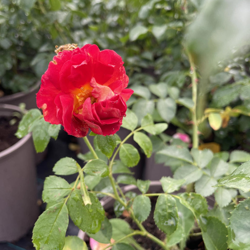 Klimroos Bajazzo - rosa Bajazzo close-up van bloem in pot