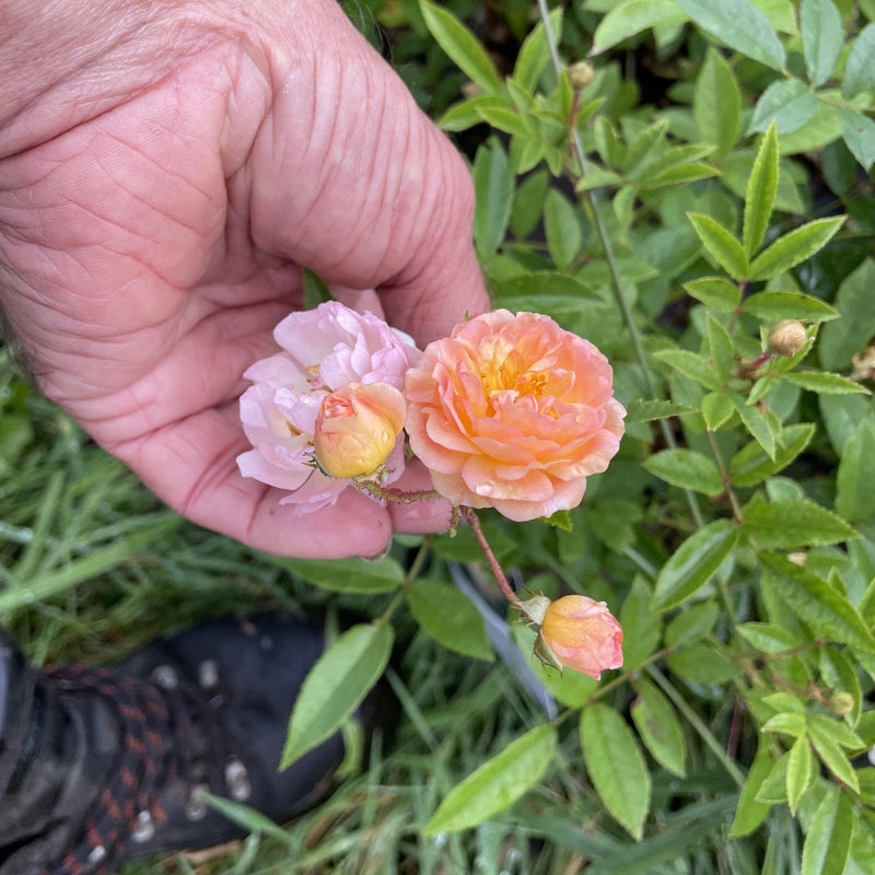 Klimroos Ghislaine de Feligone - rosa  Ghislaine de Feligone close up van hand met bloemen in bloei 