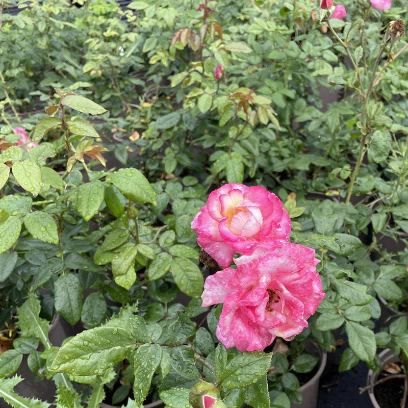 Klimroos handel - rosa handel in pot naast andere rozen