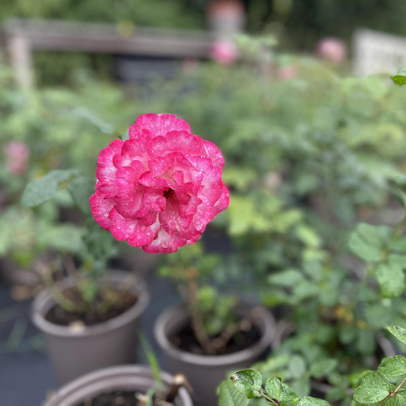 Klimroos Handel- rosa handel close up van bloem