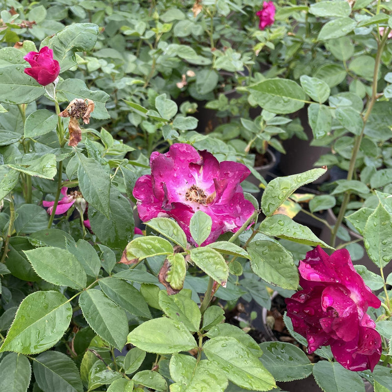 Klimroos Night owl - Rosa Night Owl in knop en open bloem