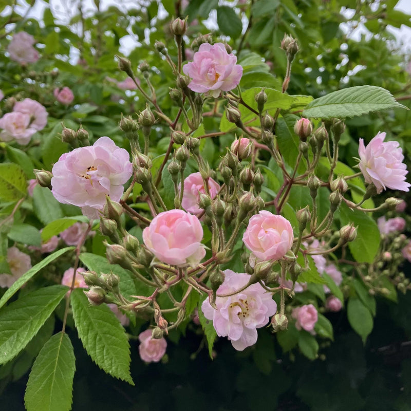 Klimroos Guirlande d'amour - Rosa Guirlande d'Amour close up van bloemen in knop en in bloei