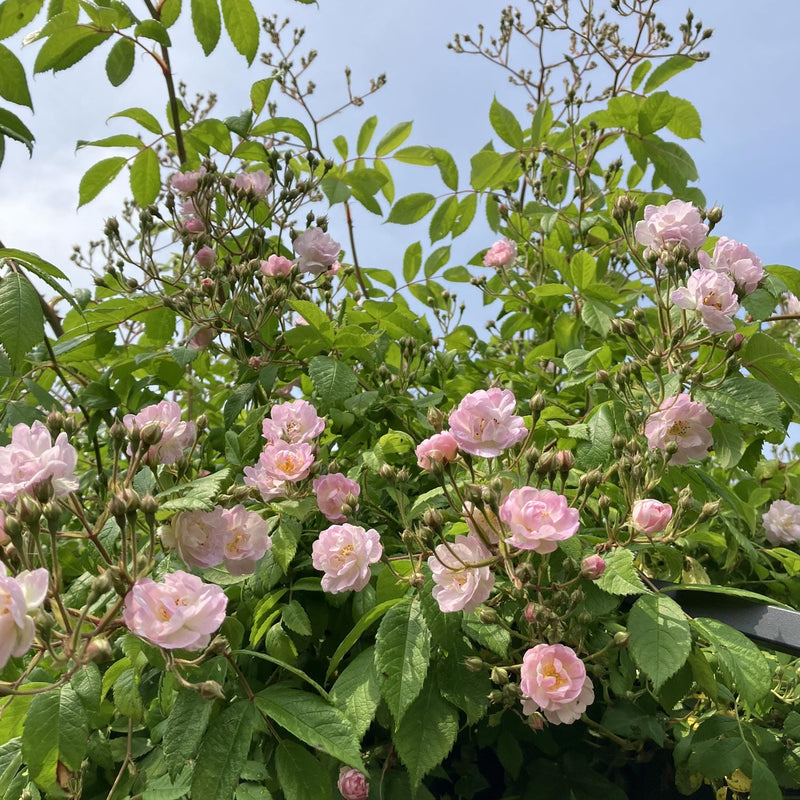 Klimroos Guirlande d'amour - Rosa Guirlande d'Amour bloemen en knoppen van de plant