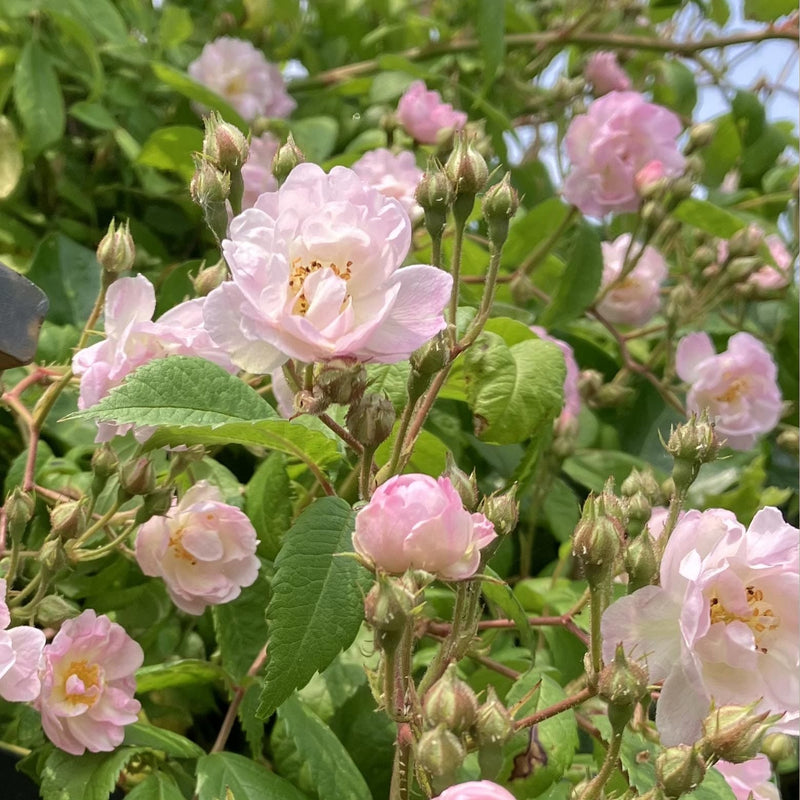 Klimroos Guirlande d'amour - Rosa Guirlande d'Amour  close up van de bloemen en de knoppen