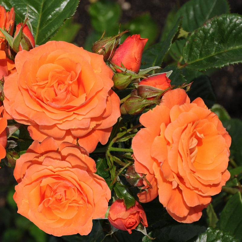 Oranje biologische rozen van de klimroos Newsflash