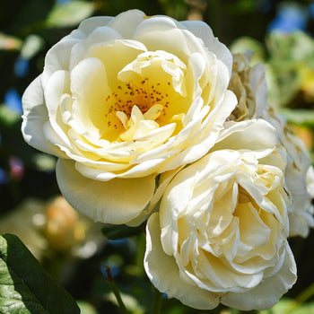 Klimroos Uetersener Klosterrose