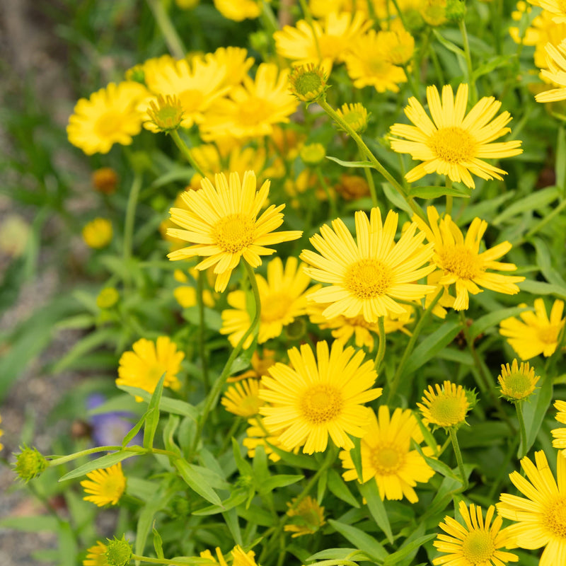 Biologsiche gele Koeienoog met groene bladeren in bloei.