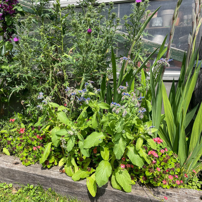 komkommerkruid met blauwe bloemen in een border