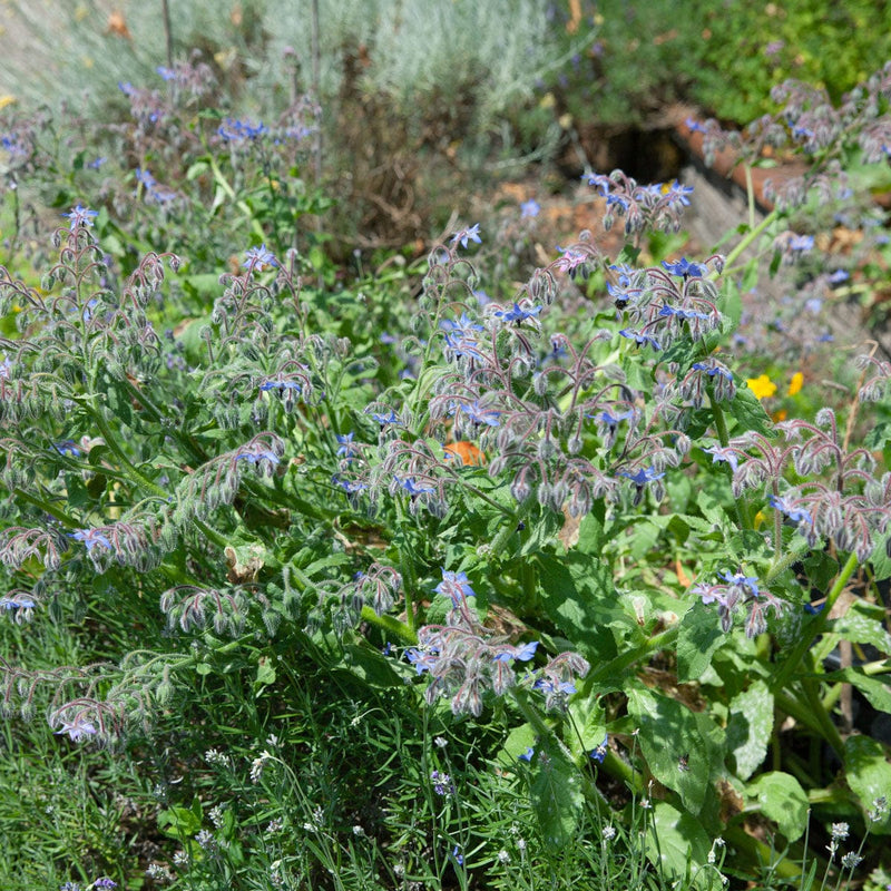 komkommerkruid in veld