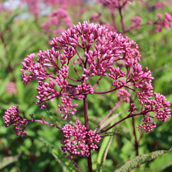 Koninginnekruid Atropurpureum