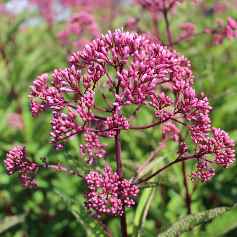 Biologische koninginnekruid met donkerrode stengels en roze bloemschermen. 