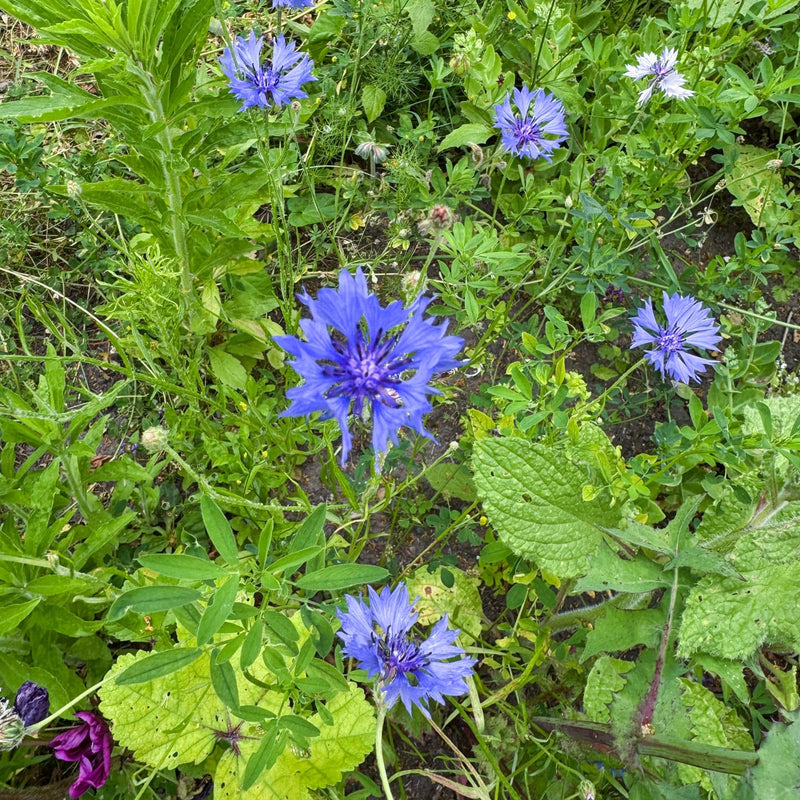 blauwe korenbloem van boven af gezien