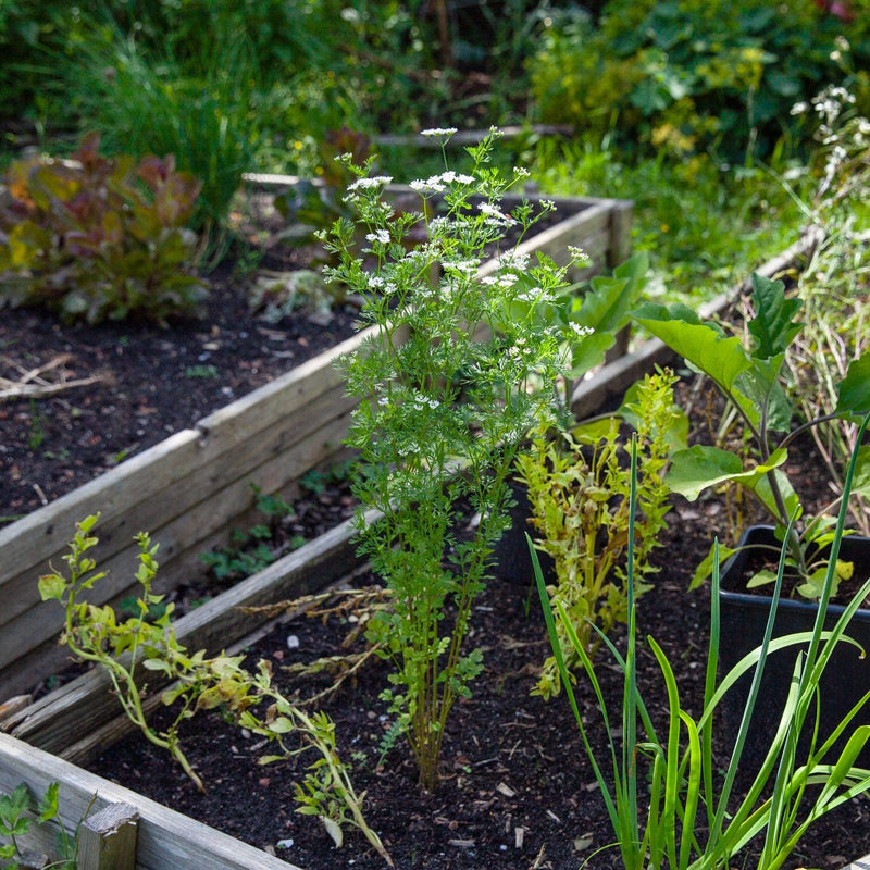 kruidentuin Koriander in moestuinbak