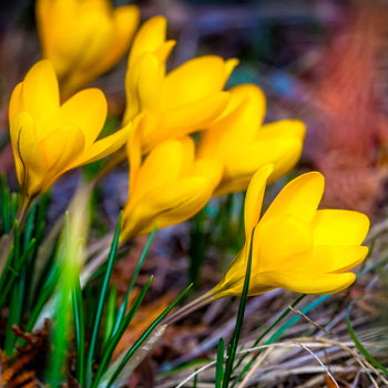 Krokus Golden Yellow