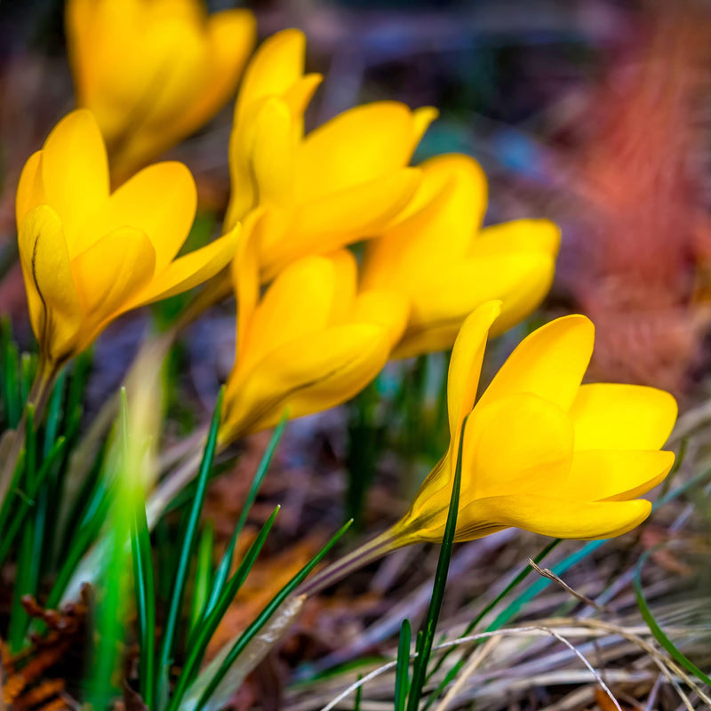 Foto van diepgele kelkvormige bloem van krokus Golden Yellow