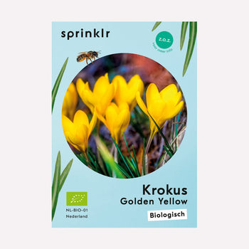 Krokus Golden Yellow