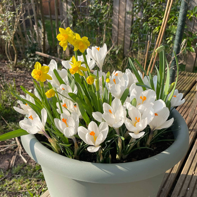 witte krokus in een pot