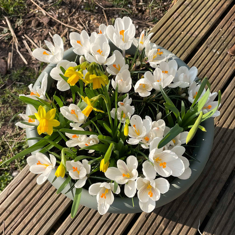 witte krokus in een pot