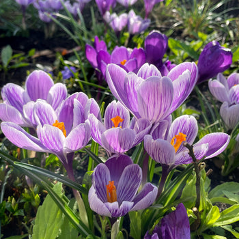 Krokus King of the Striped