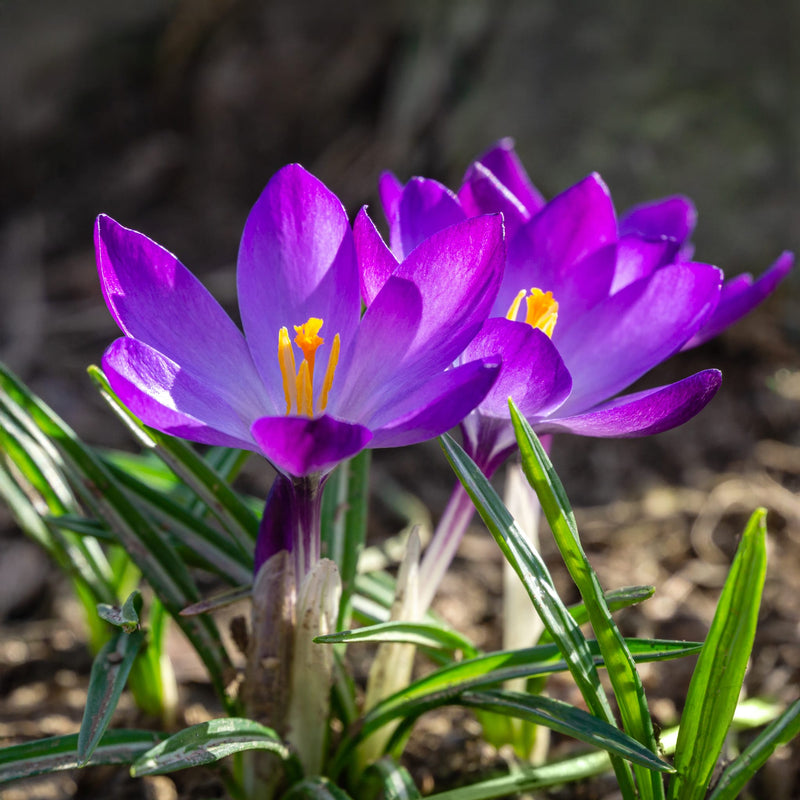 Foto van paarse krokus 