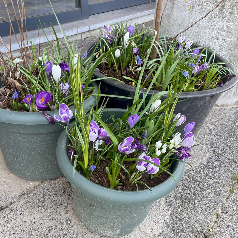 diverse voorjaarsbollen in de kleuren paars blauw en wit in een pot