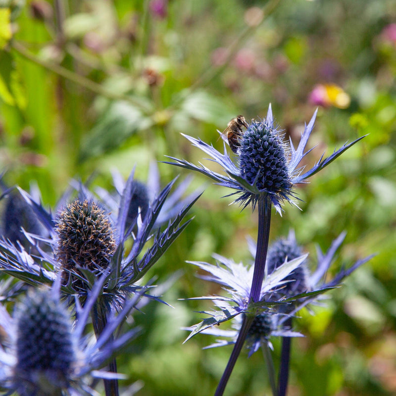 Lange Bloei Half-Zon | Biologische tuinplanten voor in de half-zon Lange Bloei Half-Zon | Biologische tuinplanten voor in de half-zon