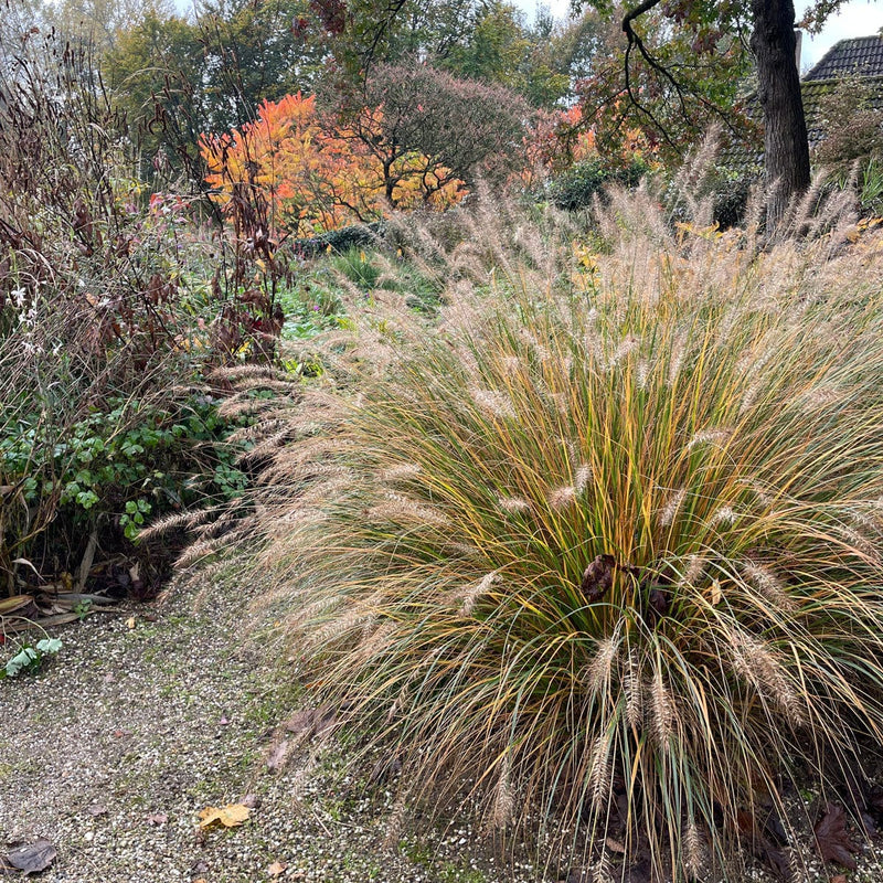 Lampenpoetsersgras in tuin in winter