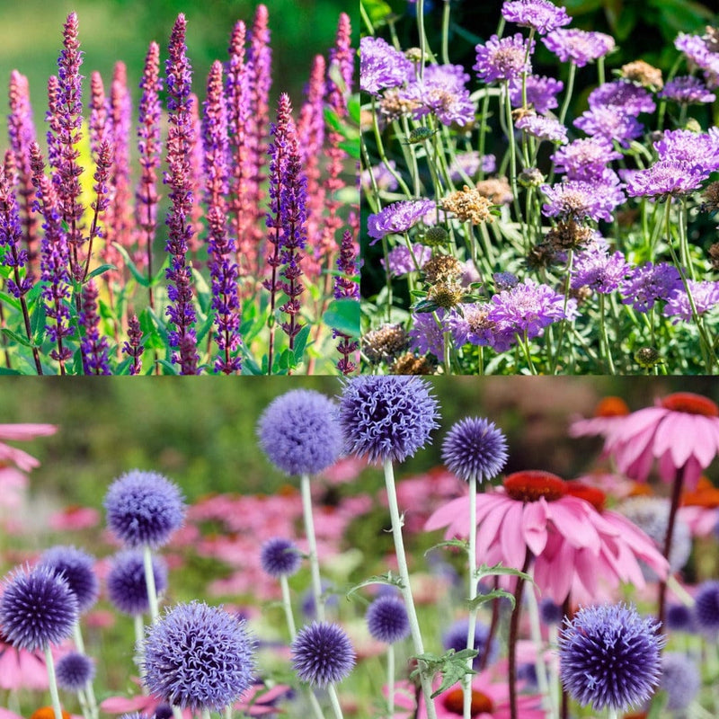 Drie langbloeiende planten die biologisch zijn gekweekt in verschillende kleuren. 