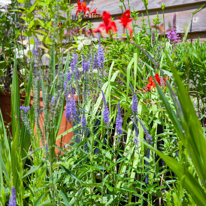 Lange ereprijs tussen diverse bloemen