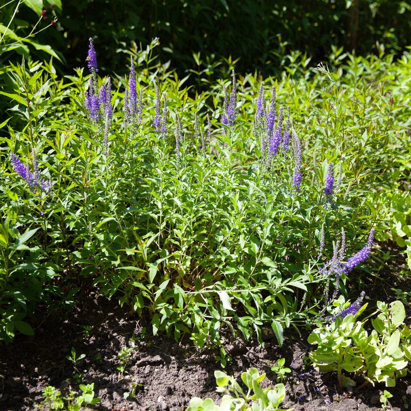 Lange ereprijs in border